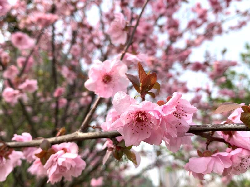 微信圖片_20200318170541.jpg 微信圖片_20200318170541.jpg